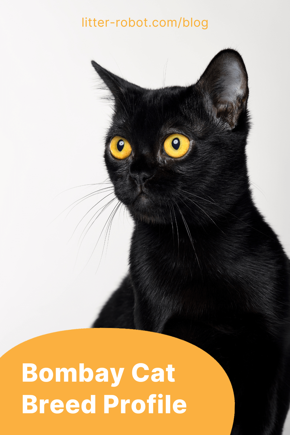 Bombay cat breed profile pinterest pin