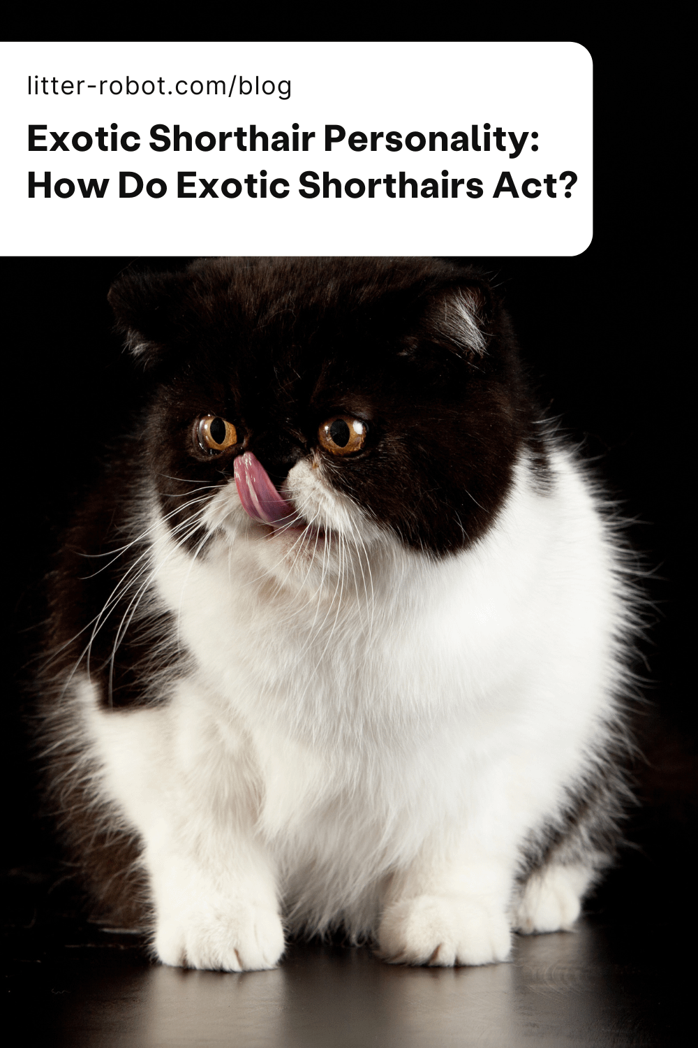 Exotic Shorthair personality pinterest pin