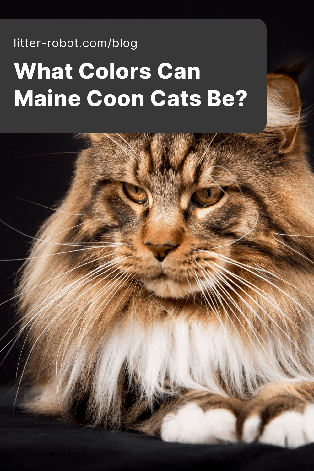 Maine Coon colors pinterest pin