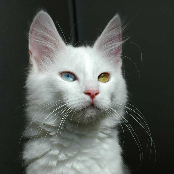 white Turkish Angora cat with two different eye colors