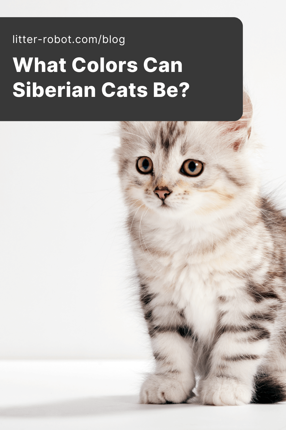Siberian kitten - what colors can Siberian cats be? pinterest pin