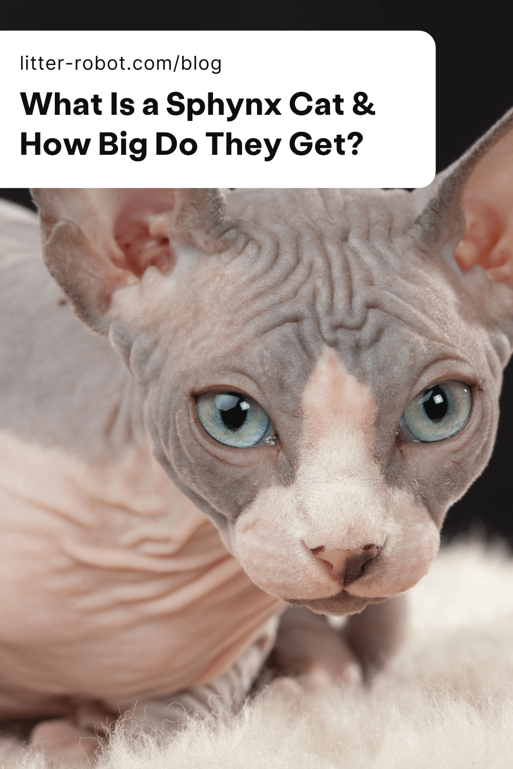 Sphynx cat size pinterest post