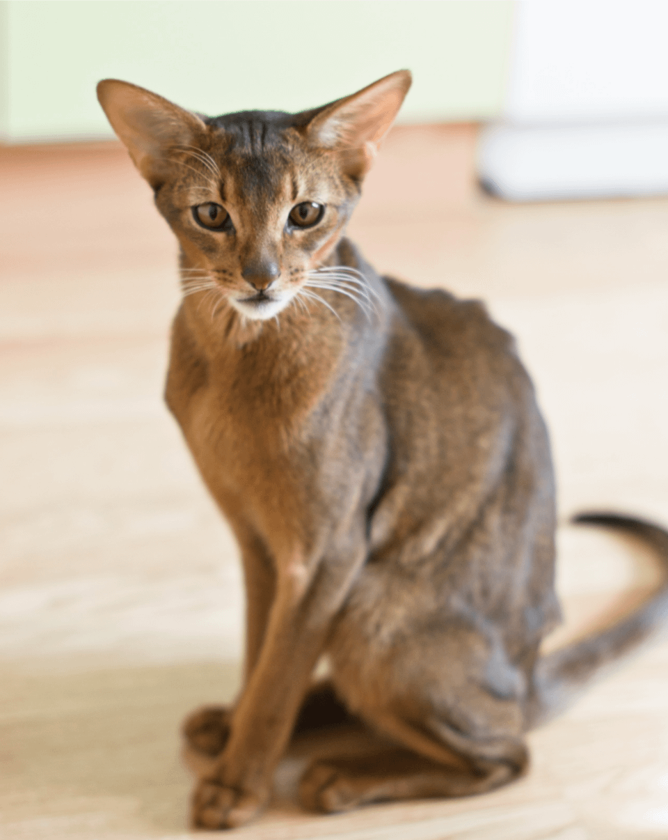 Abyssinian cat sitting upright