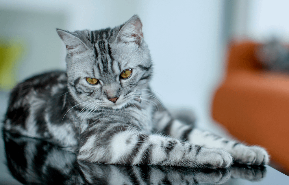 classic silver tabby American Shorthair cat