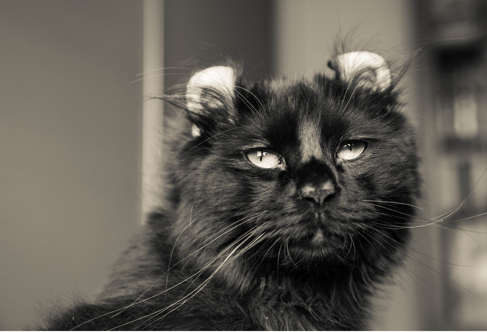 black long-haired American Curl cat