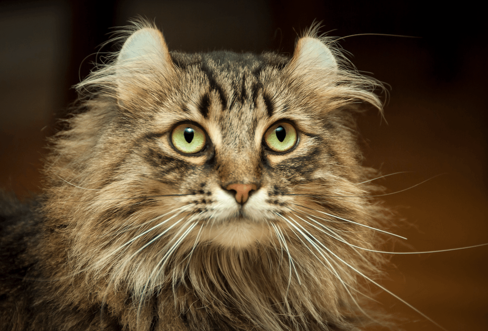 long-haired brown tabby American Curl cat