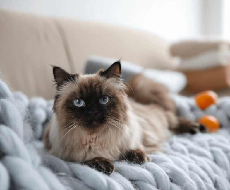 Balinese cat lying on couch