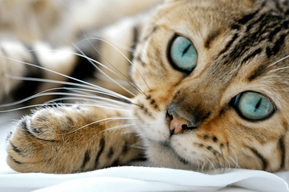 close-up of Bengal cat face