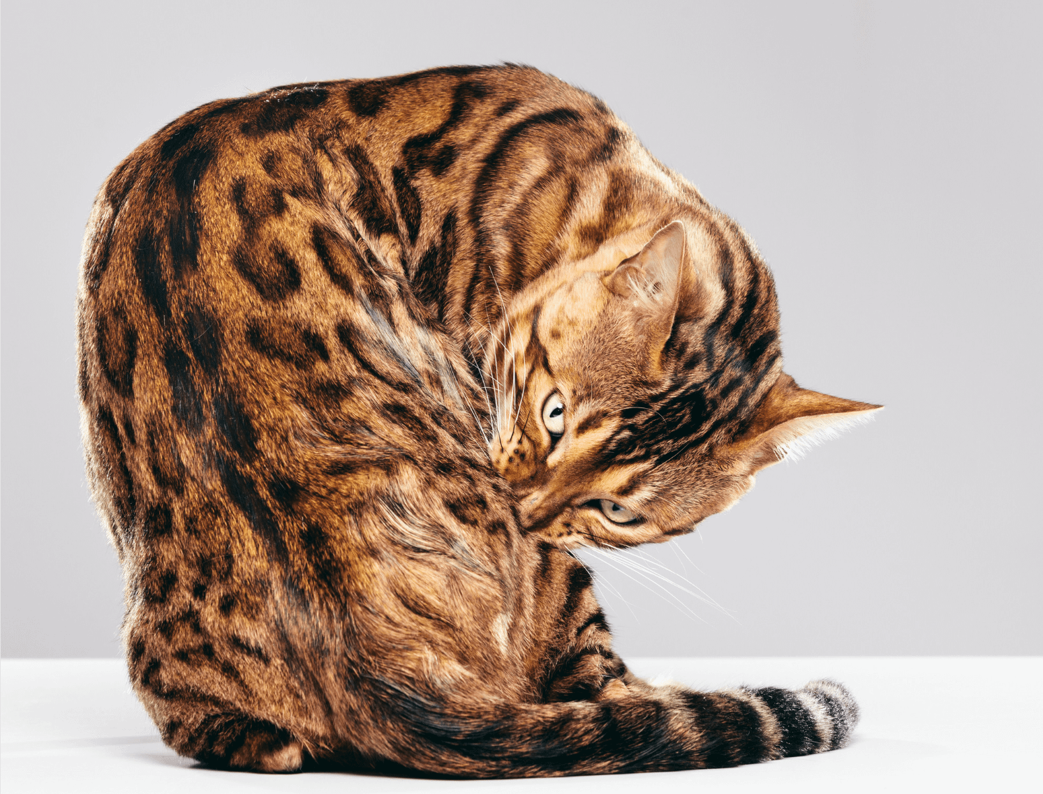 brown bengal cat grooming