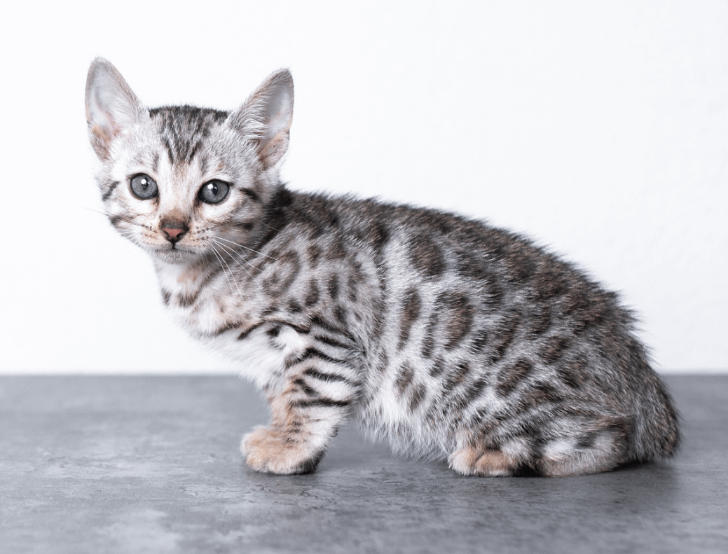 White fashion bengal cat