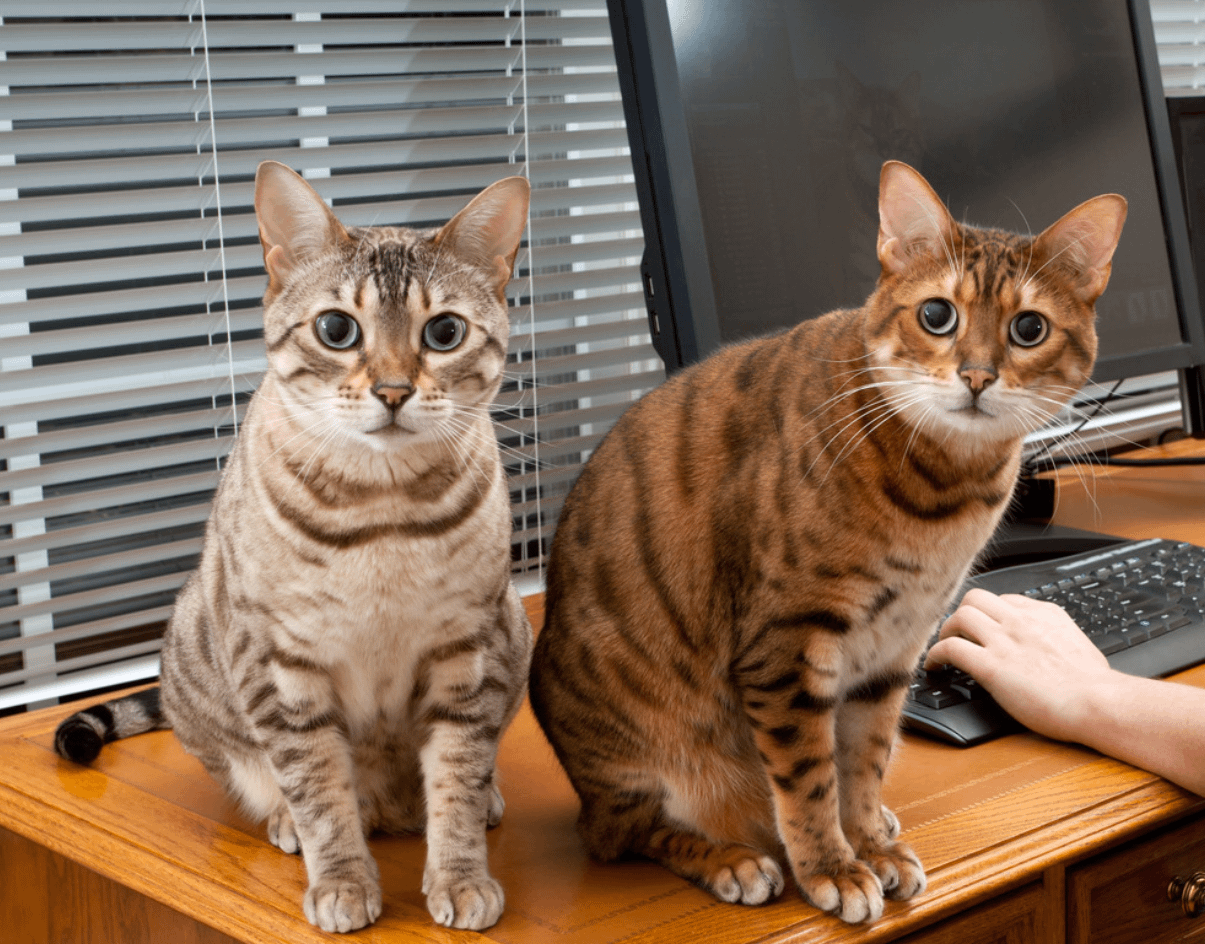 silver and brown bengal cats on desk