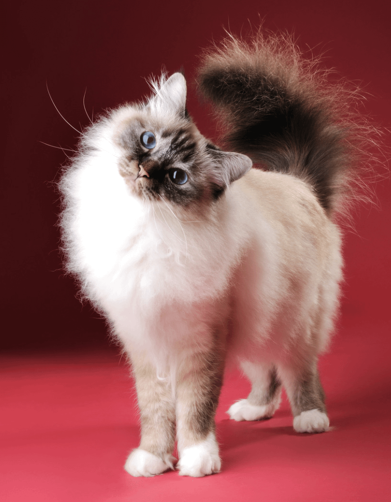 Birman cat standing with head tilted