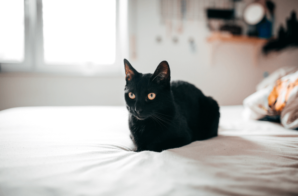 Bombay cat sitting on bed