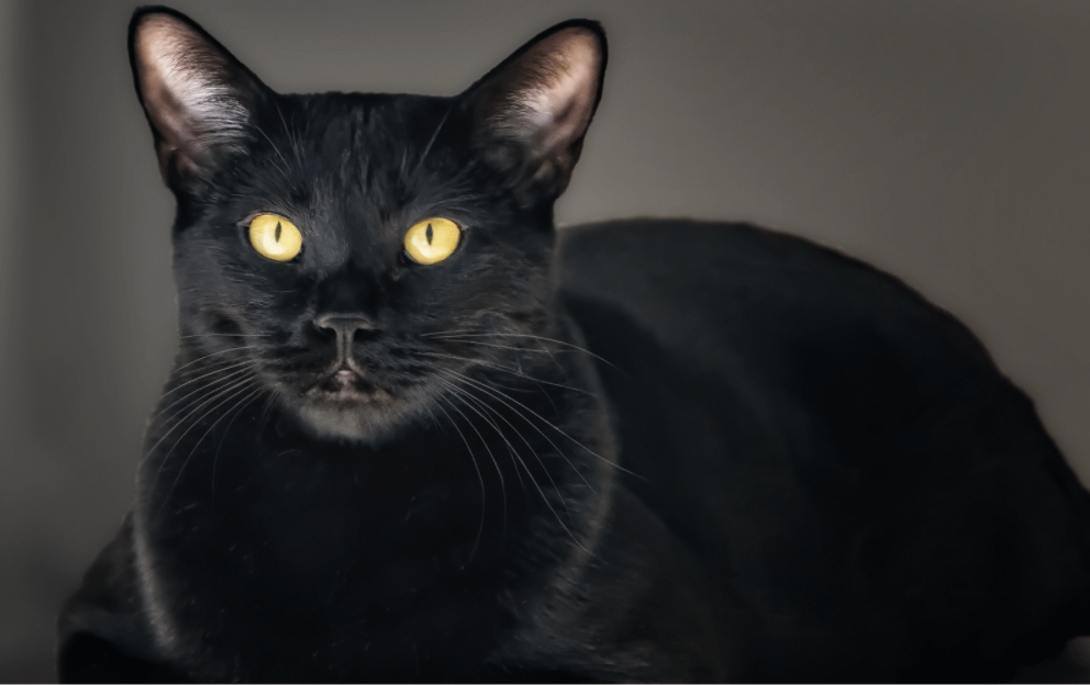 Bombay cat