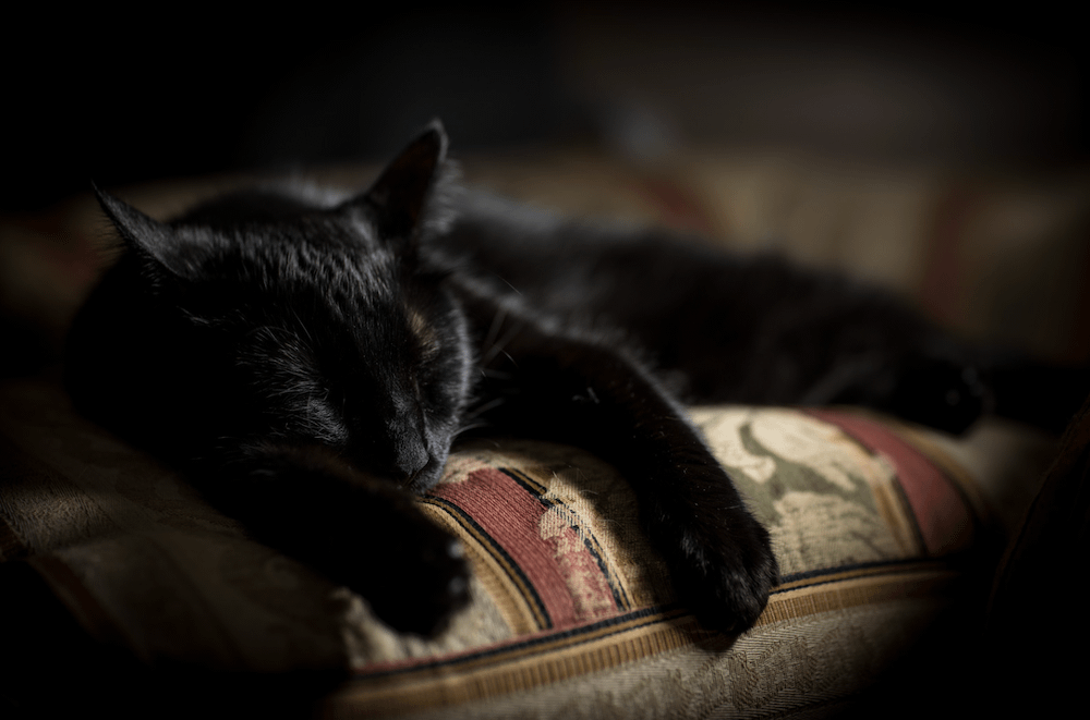Bombay cat sleeping on couch