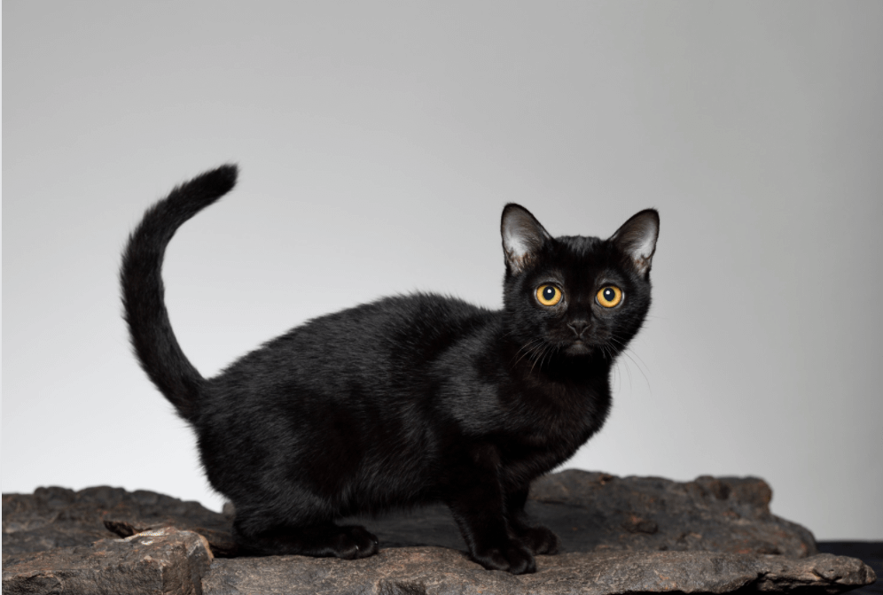 Bombay cat with tail held up