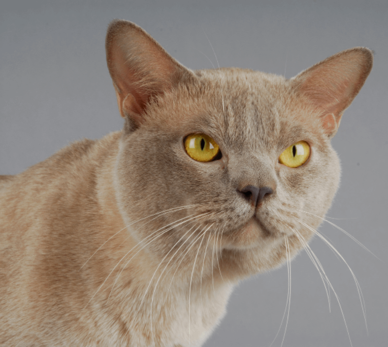 Burmese cat with golden eyes