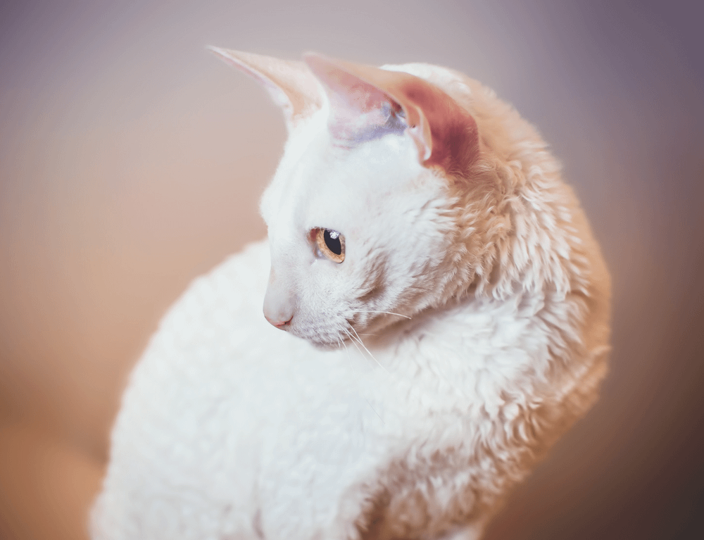 cream Cornish Rex cat