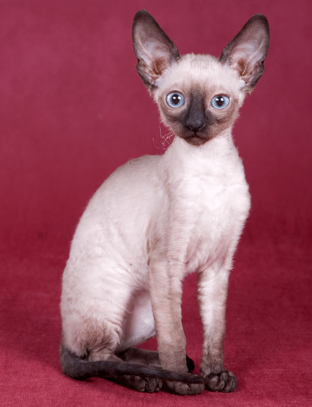 pointed Cornish Rex cat