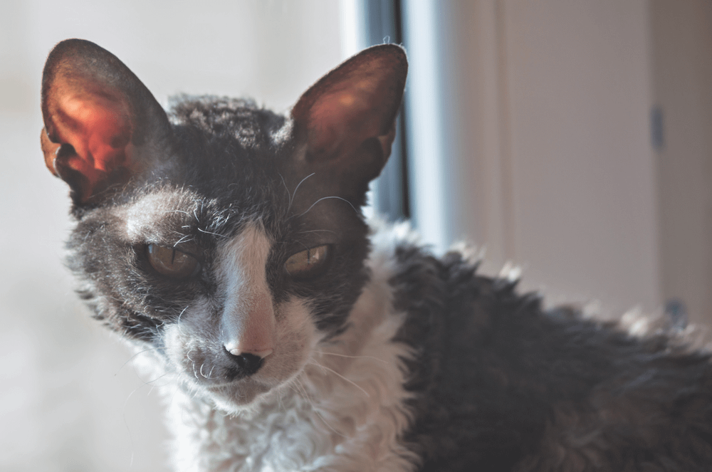 Cornish Rex cat in window