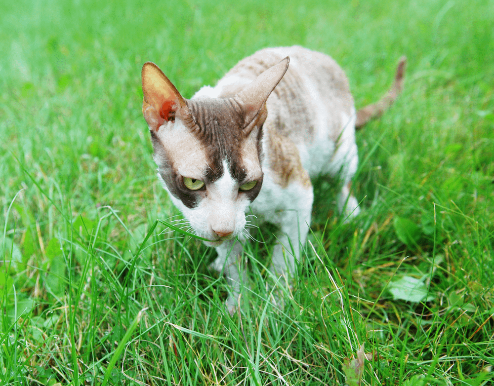 Cornish Rex outside in grass
