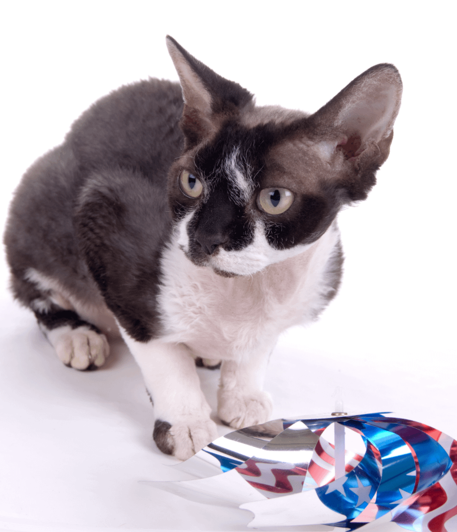 black and white Devon Rex