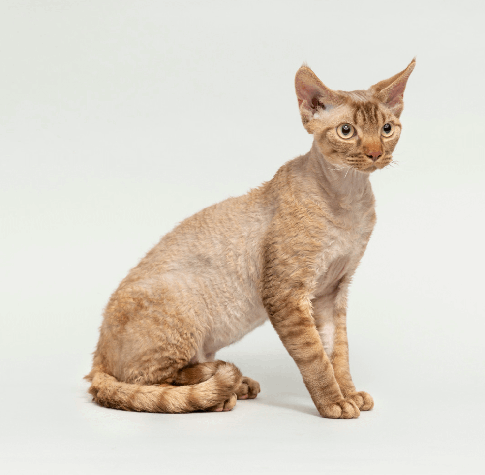 orange tabby Devon Rex cat