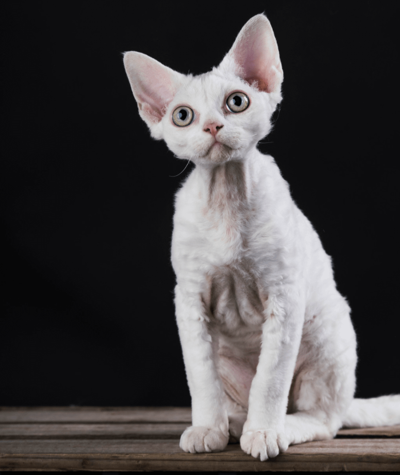 white Devon Rex cat