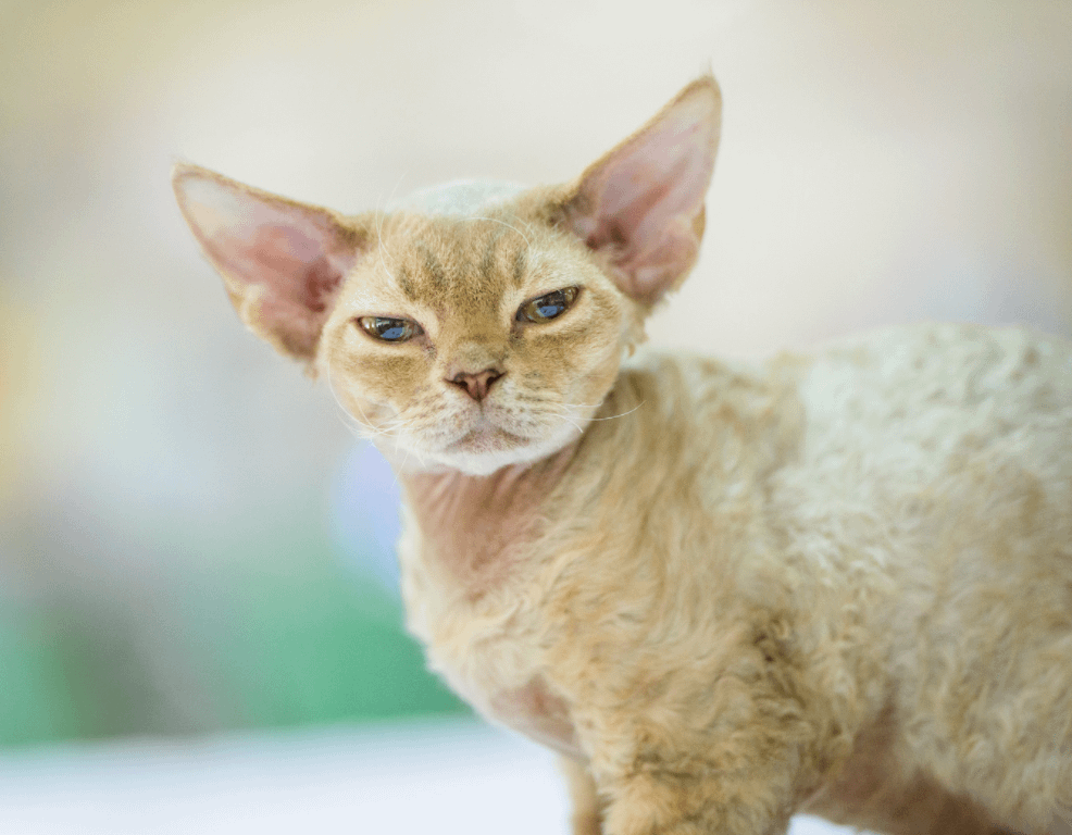 Devon Rex cat
