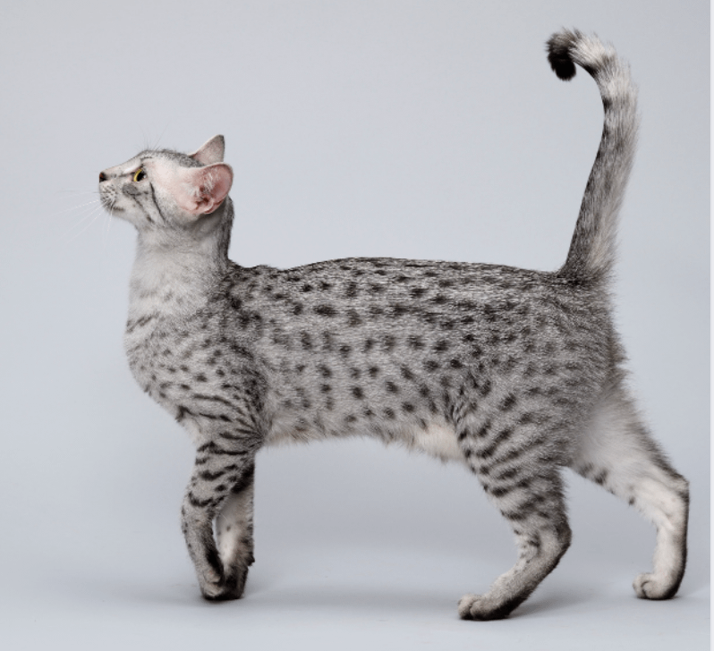 silver Egyptian Mau cat standing