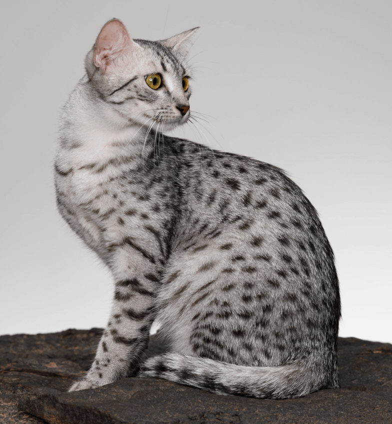 silver Egyptian Mau sitting