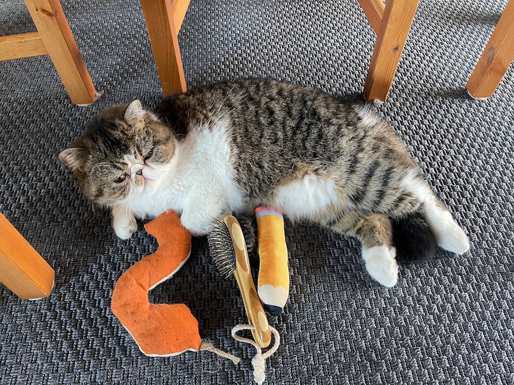 white and brown tabby Exotic Shorthair cat lying on floor with toys