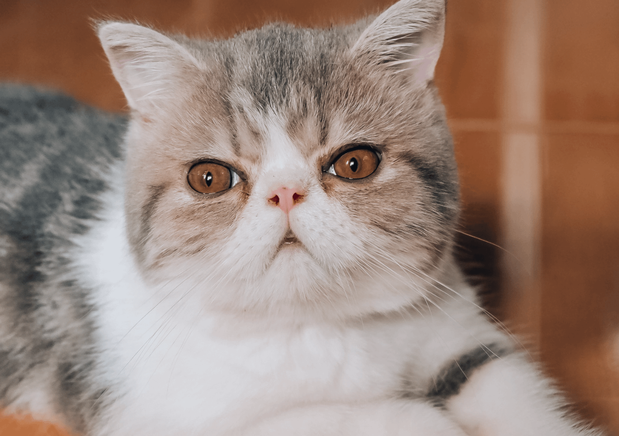 Shops american shorthair persian