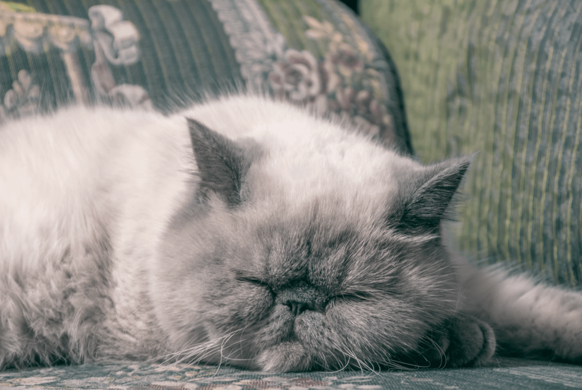 grey Exotic Shorthair cat sleeping