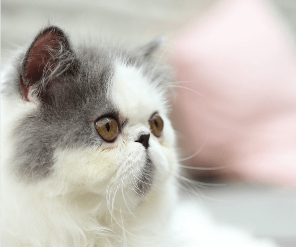 white and grey exotic shorthair cat
