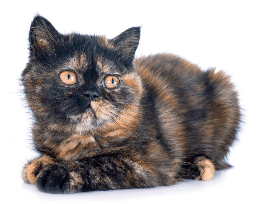 tortoiseshell Exotic Shorthair cat