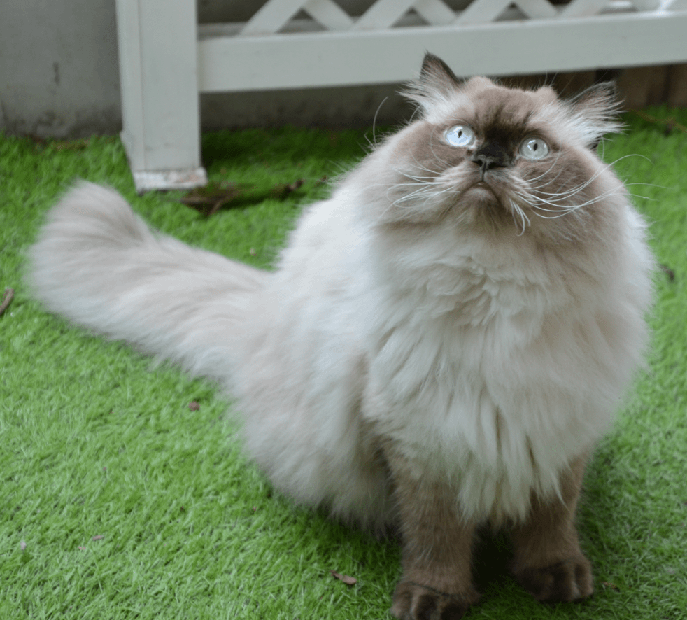 Himalayan cat on grass