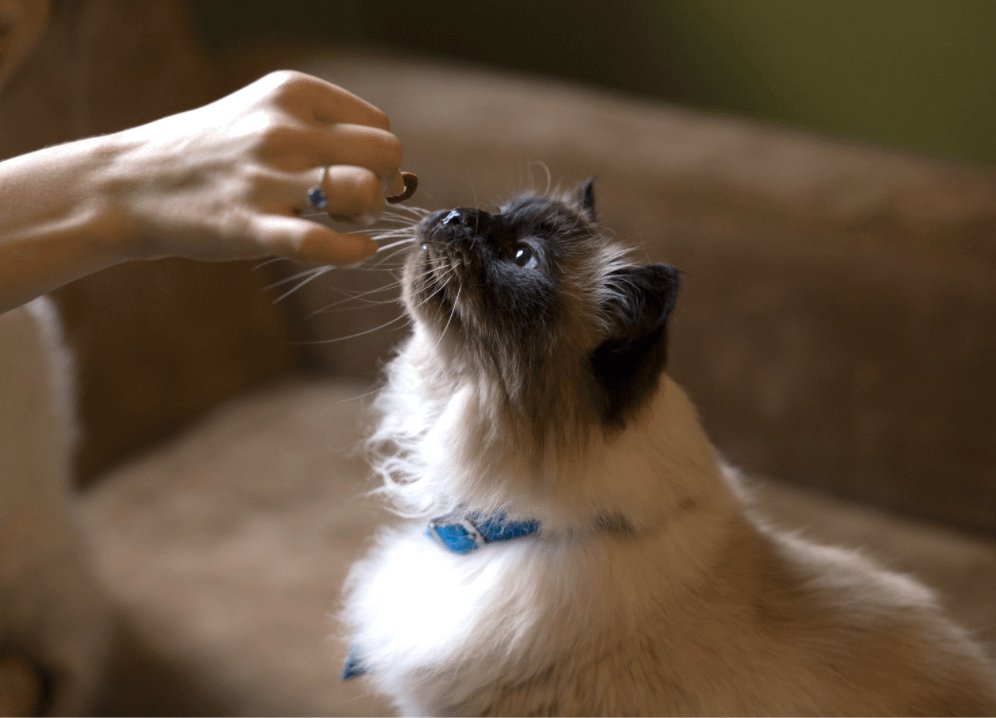 Himalayan cat sniffing treat in hand