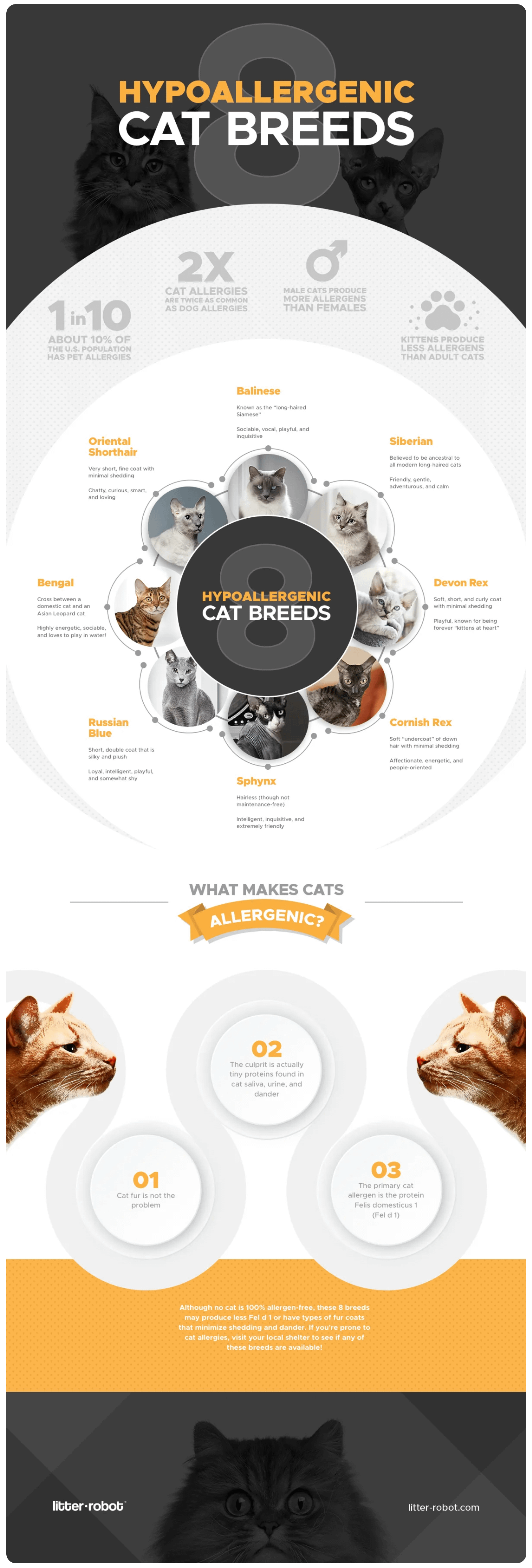 infographic: 8 hypoallergenic cat breeds