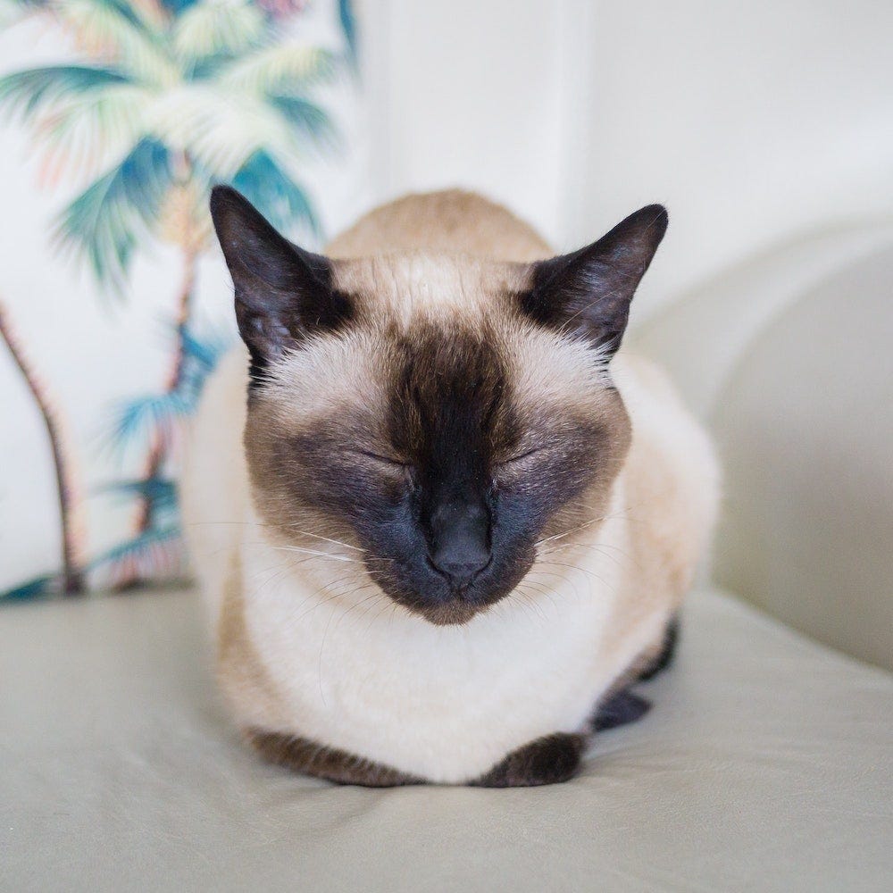 Siamese cat loafing and napping