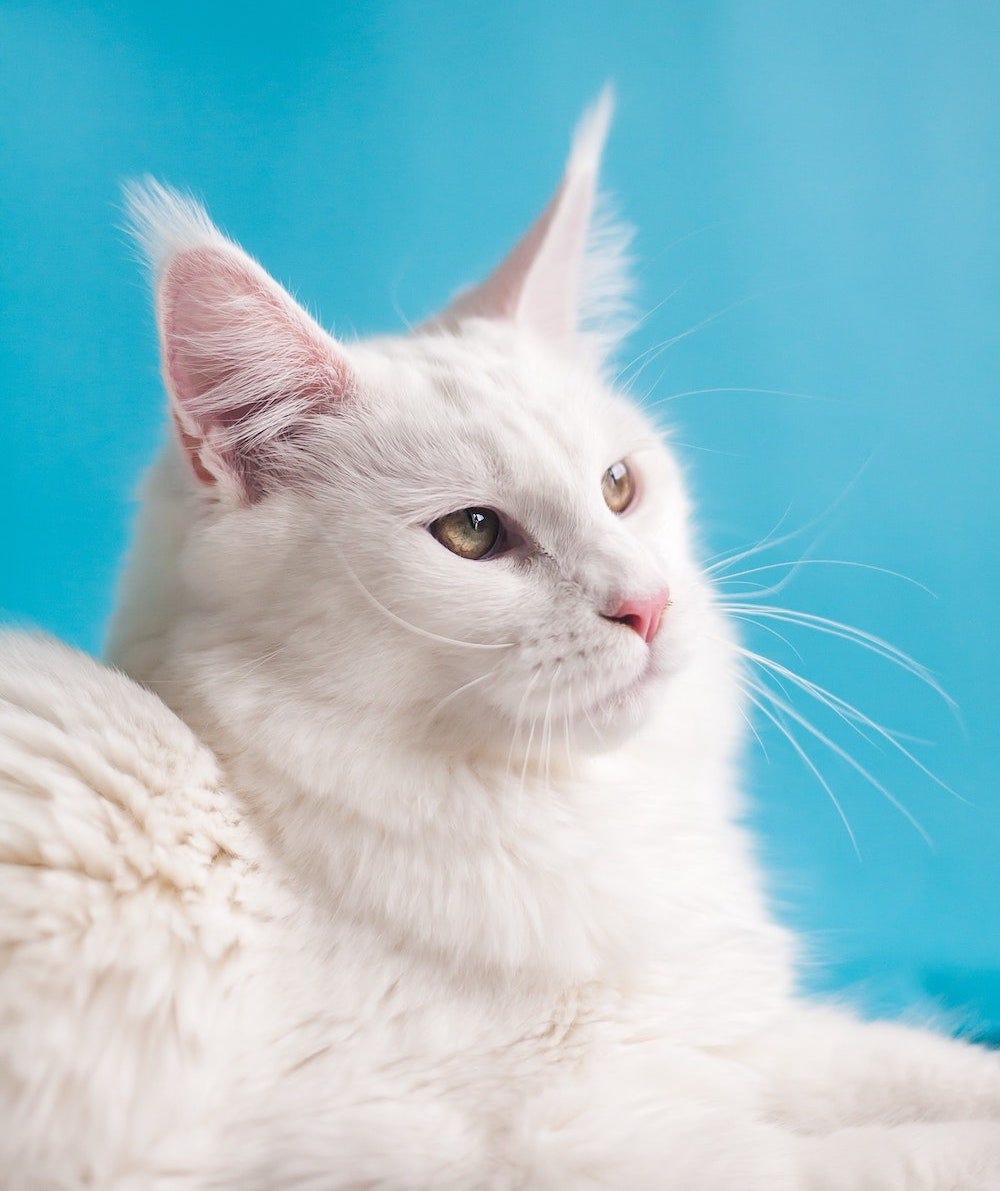 Maine Coon colors - white Maine Coon