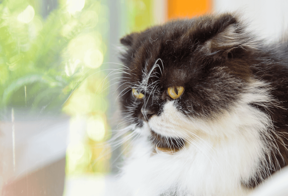 black and white bicolor Munchkin cat