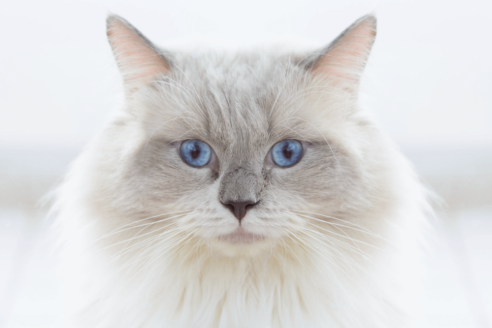 pointed Munchkin cat