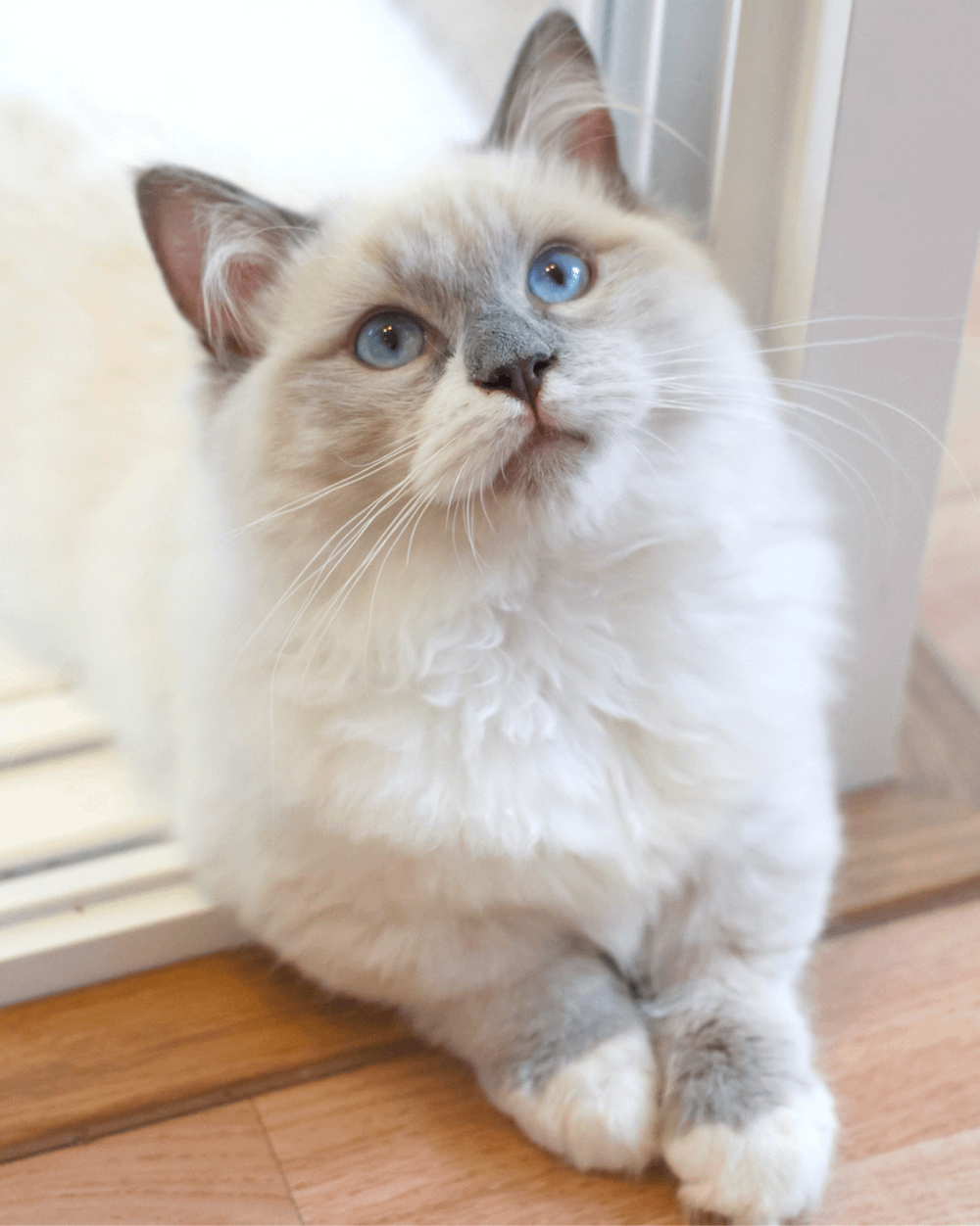 long-haired Munchkin cat
