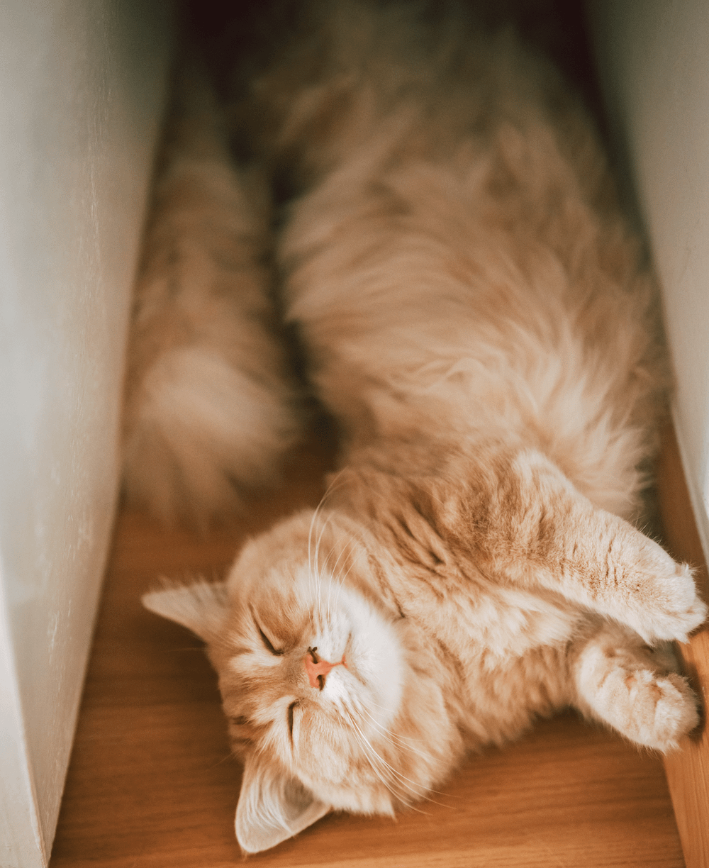 orange Munchkin cat lying on side