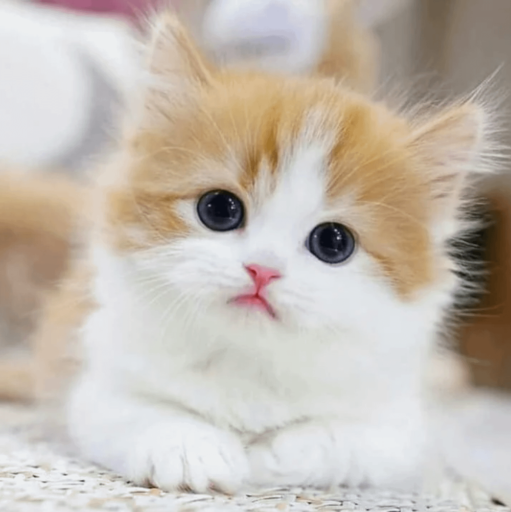 orange and white Munchkin kitten