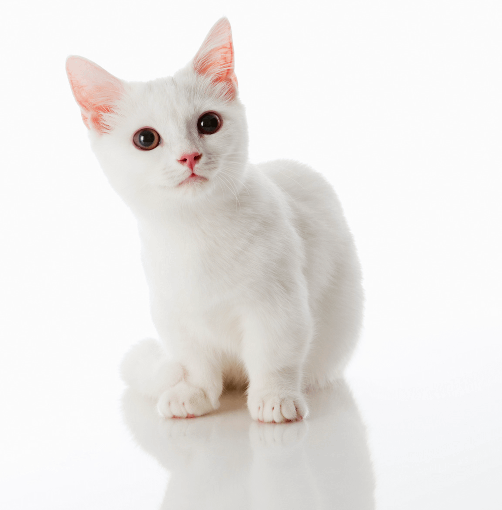 white Munchkin cat