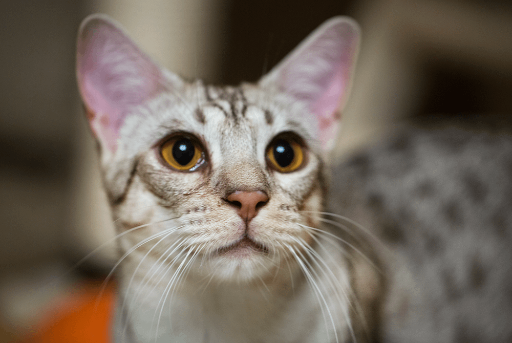 silver Ocicat