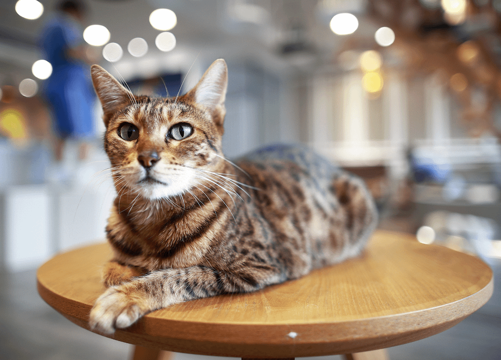 Ocicat lying on round table