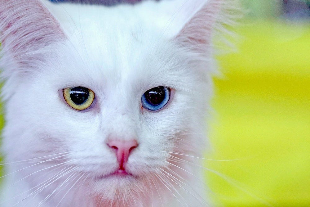 white Turkish Angora cat with one blue eye, one yellow eye